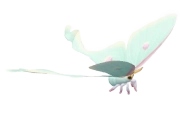 Mini Moon Moth insect image