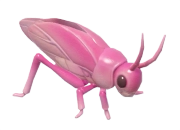 Pink Katydid insect image
