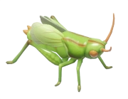 Katydid insect image