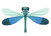 Green Metalwing insect image