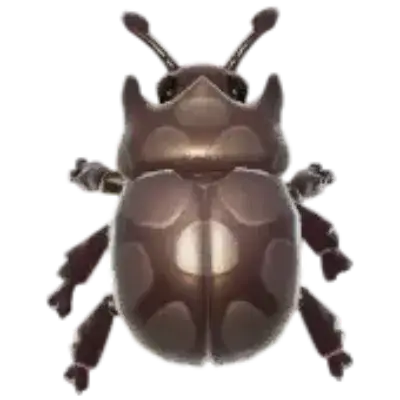 Truffle Dung Beetle insect image